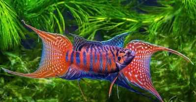 /images/product_images/info_images/fish/makropod---macropodus-opercularis_1.jpg