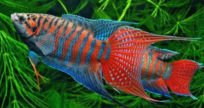 /images/product_images/info_images/fish/makropod---macropodus-opercularis_2.jpg