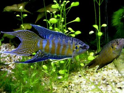 /images/product_images/info_images/fish/makropod---macropodus-opercularis_5.jpg