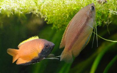 /images/product_images/info_images/fish/medovyj-gurami---trichogaster-chuna_1.jpg