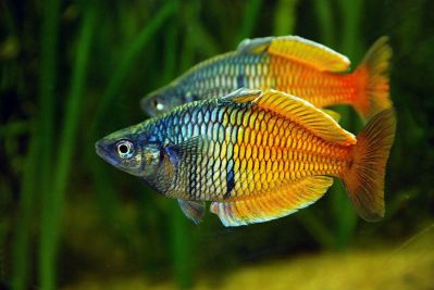 /images/product_images/info_images/fish/melanotaenia-boesemani_4.jpg