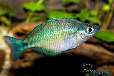 /images/product_images/info_images/fish/melanotenija-birjuzovaja---melanotaenia-lacustris_1.jpg