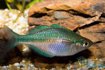 /images/product_images/info_images/fish/melanotenija-birjuzovaja---melanotaenia-lacustris_2.jpg