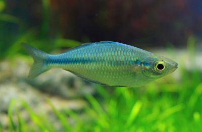 /images/product_images/info_images/fish/melanotenija-birjuzovaja---melanotaenia-lacustris_3.jpg