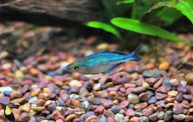 /images/product_images/info_images/fish/melanotenija-birjuzovaja---melanotaenia-lacustris_6.jpg