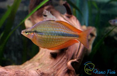 /images/product_images/info_images/fish/melanotenija-trehpolosaja---melanotaenia-trifasciata_1.jpg