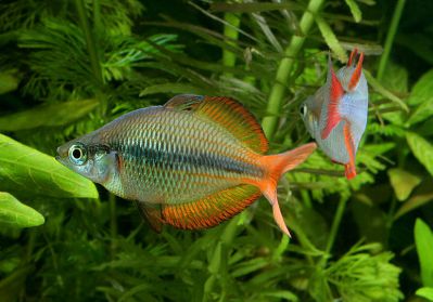 /images/product_images/info_images/fish/melanotenija-trehpolosaja---melanotaenia-trifasciata_2.jpg