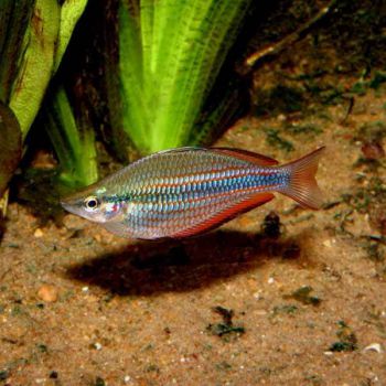 /images/product_images/info_images/fish/melanotenija-trehpolosaja---melanotaenia-trifasciata_3.jpg