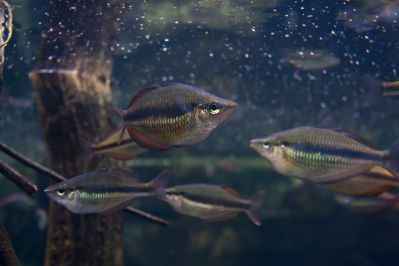 /images/product_images/info_images/fish/melanotenija-trehpolosaja---melanotaenia-trifasciata_4.jpg