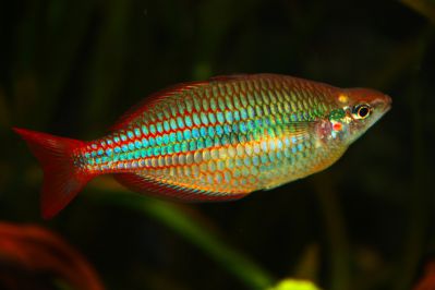 /images/product_images/info_images/fish/melanotenija-trehpolosaja---melanotaenia-trifasciata_5.jpg