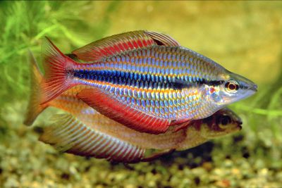 /images/product_images/info_images/fish/melanotenija-trehpolosaja---melanotaenia-trifasciata_6.jpg