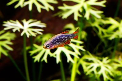 /images/product_images/info_images/fish/mikrorasbora-galaktika-danio-margaritata_1.jpg