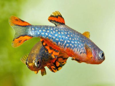 /images/product_images/info_images/fish/mikrorasbora-galaktika-danio-margaritata_2.jpg