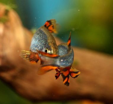 /images/product_images/info_images/fish/mikrorasbora-galaktika-danio-margaritata_3.jpg