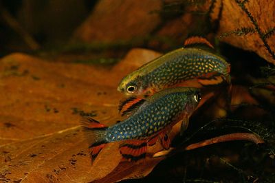 /images/product_images/info_images/fish/mikrorasbora-galaktika-danio-margaritata_4.jpg