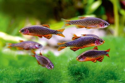 /images/product_images/info_images/fish/mikrorasbora-galaktika-danio-margaritata_5.jpg