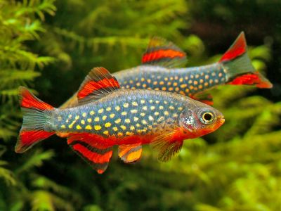 /images/product_images/info_images/fish/mikrorasbora-galaktika-danio-margaritata_6.jpg