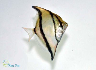 /images/product_images/info_images/fish/mono-sebae---monodactylus-sebae_1.jpg