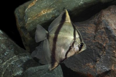 /images/product_images/info_images/fish/mono-sebae---monodactylus-sebae_3.jpg