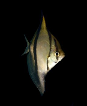 /images/product_images/info_images/fish/mono-sebae---monodactylus-sebae_4.jpg