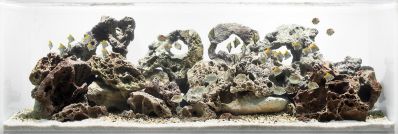 /images/product_images/info_images/fish/mono-sebae---monodactylus-sebae_5.jpg