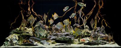 /images/product_images/info_images/fish/mono-sebae---monodactylus-sebae_6.jpg