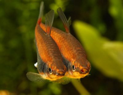 /images/product_images/info_images/fish/nannostomus-aripiranga---nannostomus-aripirangensis_1.jpg