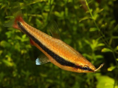 /images/product_images/info_images/fish/nannostomus-aripiranga---nannostomus-aripirangensis_3.jpg