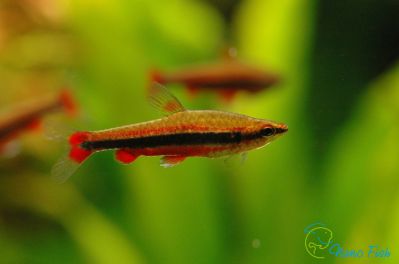 /images/product_images/info_images/fish/nannostomus-aripiranga---nannostomus-aripirangensis_4.jpg