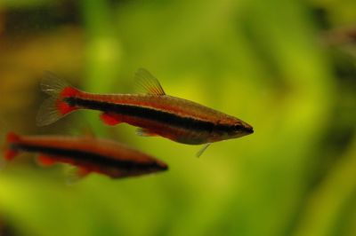 /images/product_images/info_images/fish/nannostomus-aripiranga---nannostomus-aripirangensis_5.jpg