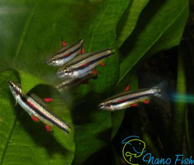 /images/product_images/info_images/fish/nannostomus-karlikovyj---nannostomus-marginatus_3.jpg