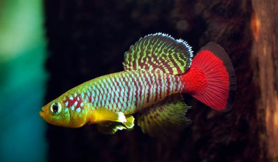 /images/product_images/info_images/fish/notobranhius-gjuntera---nothobranchius-guentheri_1.jpg