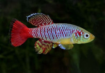 /images/product_images/info_images/fish/notobranhius-gjuntera---nothobranchius-guentheri_2.jpg