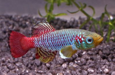 /images/product_images/info_images/fish/notobranhius-gjuntera---nothobranchius-guentheri_3.jpg