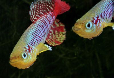 /images/product_images/info_images/fish/notobranhius-gjuntera---nothobranchius-guentheri_4.jpg