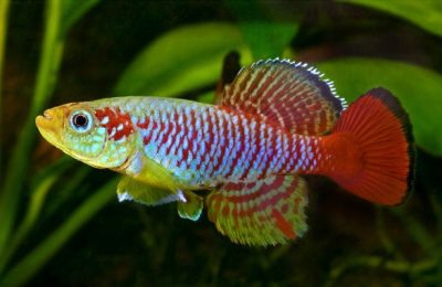 /images/product_images/info_images/fish/notobranhius-gjuntera---nothobranchius-guentheri_6.jpg