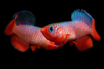 /images/product_images/info_images/fish/notobranhius-kardinalis---nothobranchius-cardinalis_2.jpg