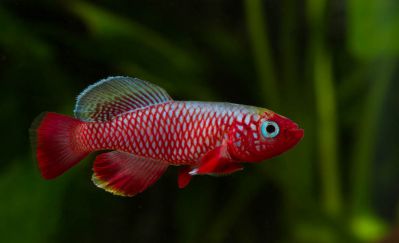 /images/product_images/info_images/fish/notobranhius-kardinalis---nothobranchius-cardinalis_4.jpg