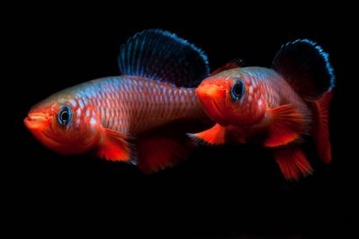 /images/product_images/info_images/fish/notobranhius-kardinalis---nothobranchius-cardinalis_6.jpg