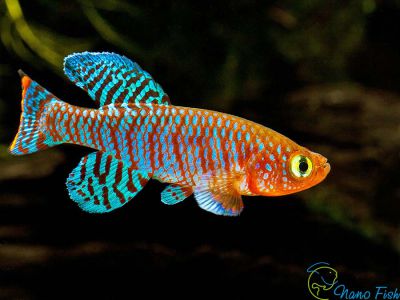 /images/product_images/info_images/fish/notobranhius-rahova---nothobranchius-rachovii_1.jpg