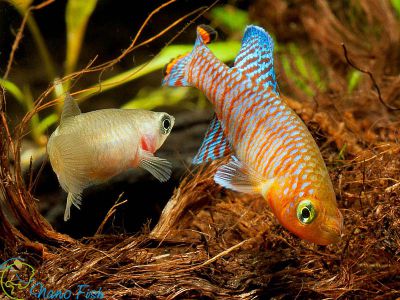 /images/product_images/info_images/fish/notobranhius-rahova---nothobranchius-rachovii_3.jpg