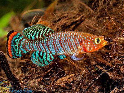 /images/product_images/info_images/fish/notobranhius-rahova---nothobranchius-rachovii_6.jpg