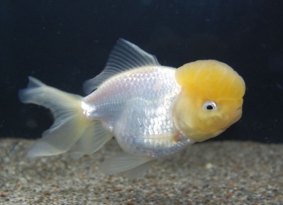 /images/product_images/info_images/fish/oranda-belaja---zolotaja-rybka_3.jpg