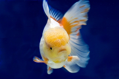 /images/product_images/info_images/fish/oranda-belaja---zolotaja-rybka_4.jpg