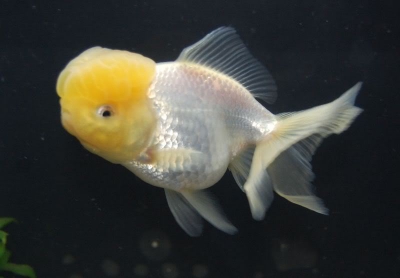 /images/product_images/info_images/fish/oranda-belaja---zolotaja-rybka_5.jpg