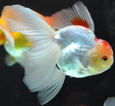 /images/product_images/info_images/fish/oranda-belaja---zolotaja-rybka_6.jpg