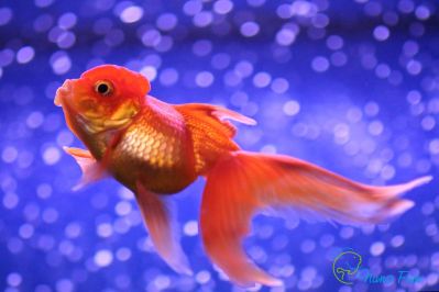 Оранда красная - Золотая рыбка