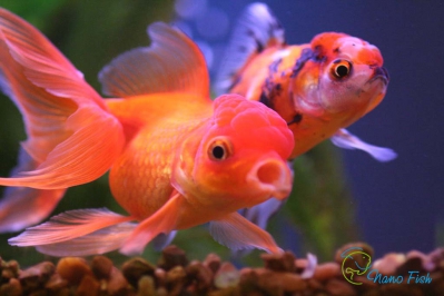 /images/product_images/info_images/fish/oranda-krasnaja---zolotaja-rybka_2.jpg