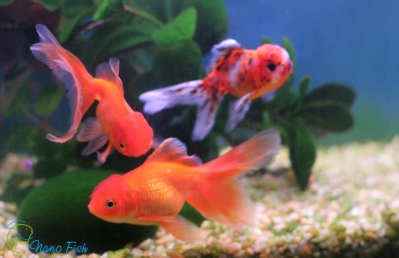 /images/product_images/info_images/fish/oranda-krasnaja---zolotaja-rybka_4.jpg