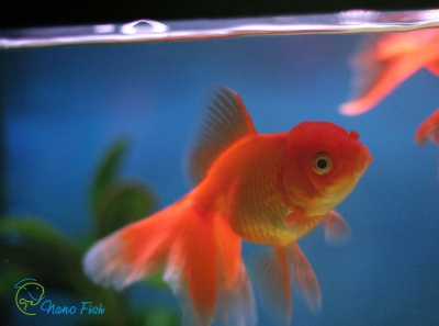 /images/product_images/info_images/fish/oranda-krasnaja---zolotaja-rybka_6.jpg